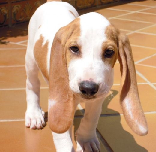 Con 2 meses. 4,5 kilos Con 2 meses. 4,5 kilos